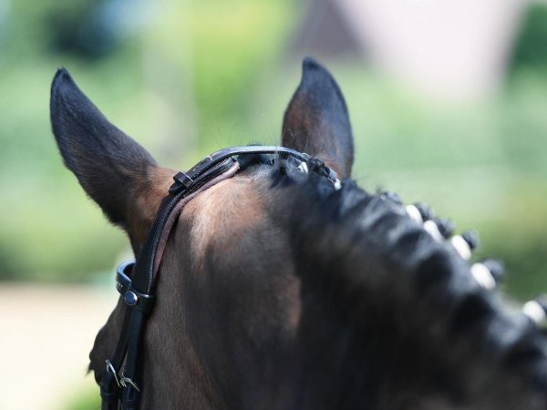 Ogłowie anatomiczne FEELING - Busse