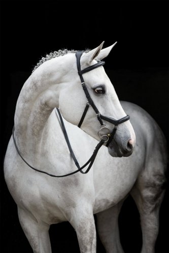 Ogłowie anatomiczne Rambo Micklem Deluxe - Horseware