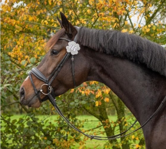 	 Numerek startowy Clover - QHP