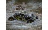 Losi Rock Rey Rock Racer 1:10 4WD AVC RTR niebiieski