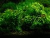 Mech Brazil Moss Na Lignicie Super Trawnik