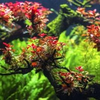 Ludwigia Mini sp Super Red Porcja 10 sadzonek in vitro Piękna 