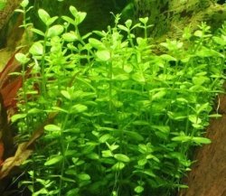 Lindernia rotundifolia Kubek 5cm in vitro Piękna