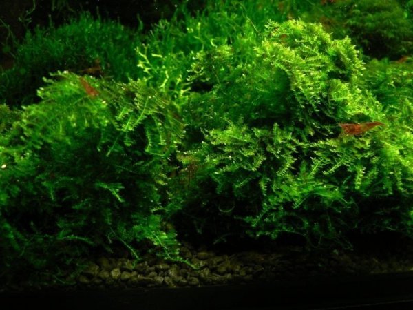 Mech Brazil Moss Na Lignicie Super Trawnik