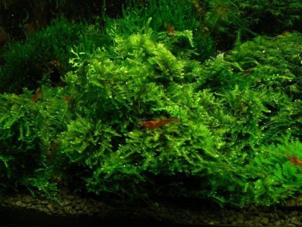 Mech Brazil Moss Na Lignicie Super Trawnik