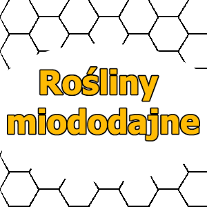 Rośliny miododajne