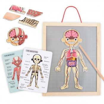 Magnetyczne puzzle - Nauka anatomii - Ciało człowieka