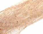 sz209 Naturalne koraliki cytryn, fasetowane, sześcienne, 2,5x2,5x2,5 mm, otwór: 0,6 mm, około 166~167 sztuk