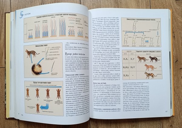 Koty: zachowanie - opieka - anatomia - rasy
