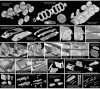 Dragon 6772 Sd.Kfz.234/4 Panzerspahwagen (Premium Edition) (1:35)
