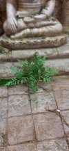 RT-Diorama 35618 Fern No.1 1/35