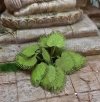 RT-Diorama 35616 Jungle Plant No.6 1/35