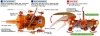 Tamiya 71118 Rhinoceros Beetle - 2-Channel Remote Control