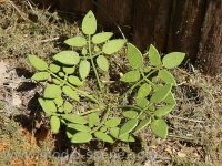 Model Scene VG3-004 Low weed 1:32 / 1:35