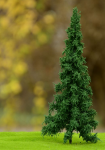 FREON SWI2 Norway spruce - Świerk Pospolity pień niski (pełny) 14-16cm