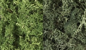 Woodland Scenic WL168 Zarośla - Dark Green Mix Lichen