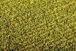 Model Scene F450 Grass Mat - Rape Field 1/35