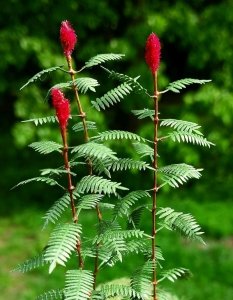 Model Scene VG3-018 Sumac 1/35