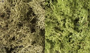Woodland Scenic WL167 Zarośla - Light Green Mix Lichen