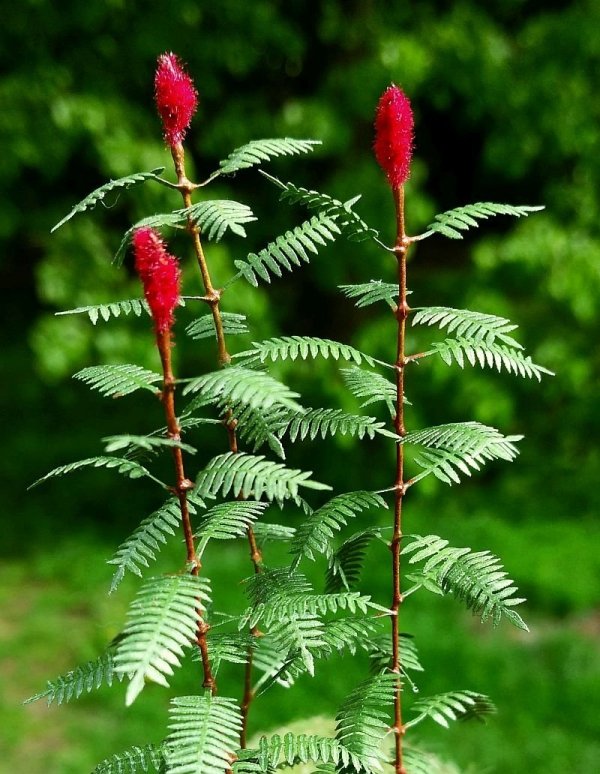 Model Scene VG3-018 Sumac 1/35