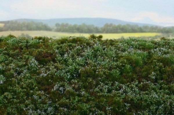 Model Scene F620S Waldboden Blaubeeren/ blueberries MINIPACK 1/35