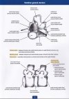 Osteology Practice guide Part 1