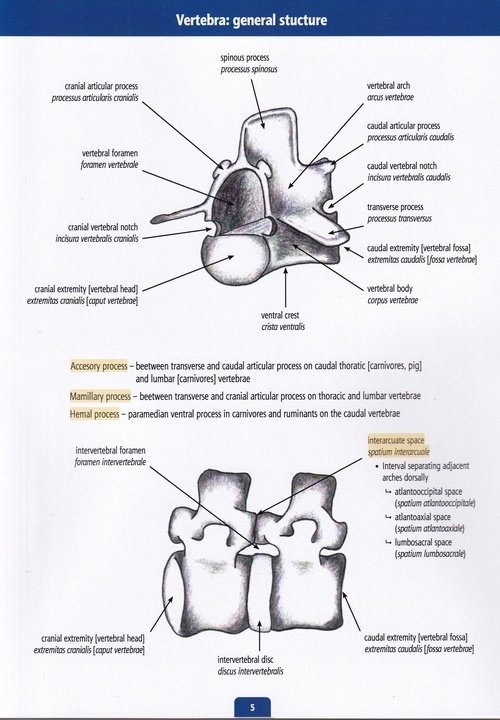 Osteology Practice guide Part 1