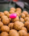 CAC861 Fox Pop up Corn Jumbo x 10 PINK