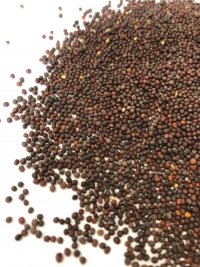 Rzepik 1kg 
