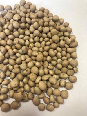 Łubin słodki 1kg