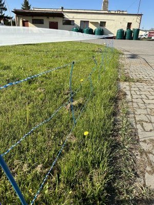 Siatka WildNet - ochrona przed dzikami - 50m x 90cm 