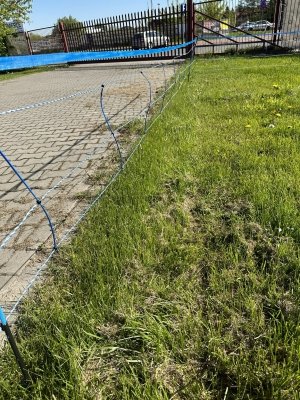 Siatka WildNet - ochrona przed dzikami - 50m x 90cm 