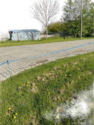Siatka WildNet - ochrona przed dzikami - 50m x 90cm 
