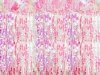 Kurtyna Party, opalizujący różowy, 100x200cm