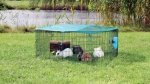 Vitakraft  CAT YUMS 40g przysmak dla kota - kurczak z trawą