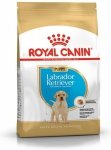 Royal Labrador Retriever Puppy 12kg