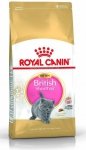 Royal British Shorthair Kitten 400g
