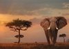 Puzzle 1000 Ravensburger 15159 Słoń - Park Narodowy - Masai Mara