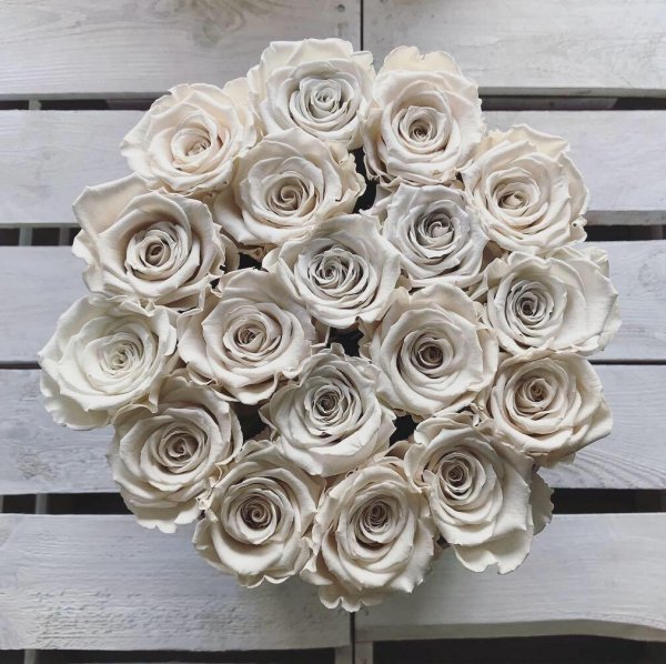 Białe żywe WIECZNE róże w dużym białym boxie