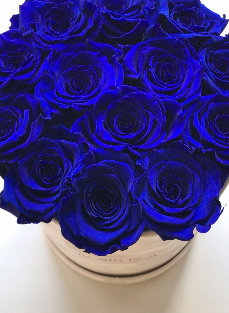 Niebieskie żywe WIECZNE róże w średnim białym velvet boxie