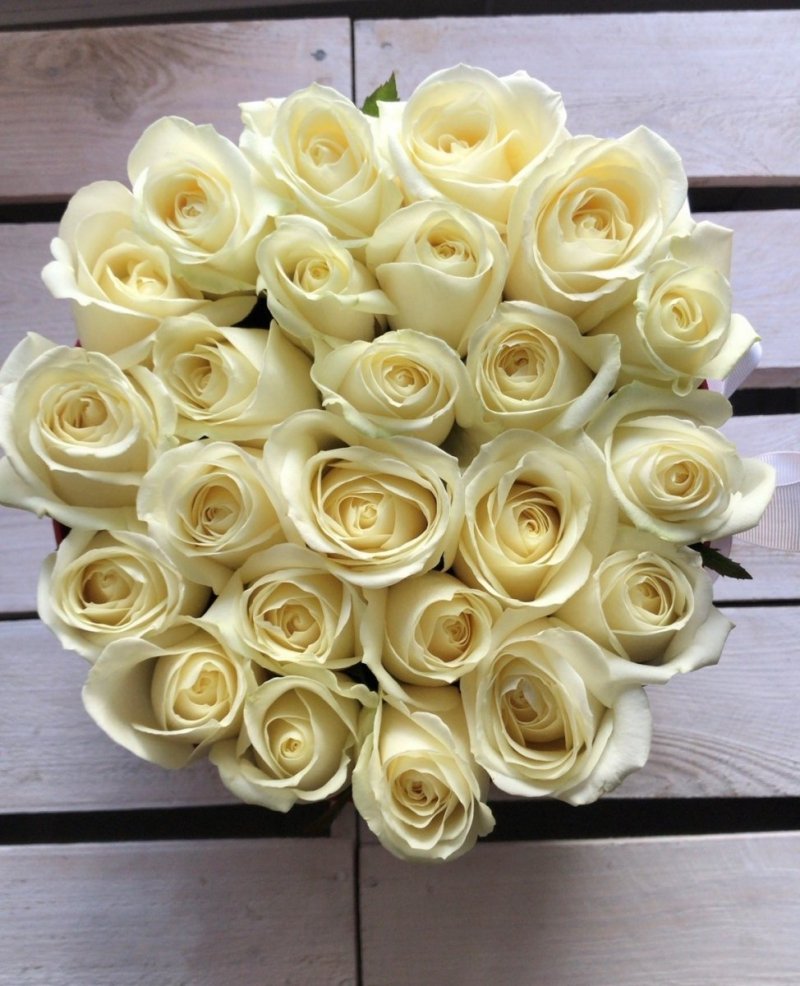 Kremowe,białe  żywe róże w dużym białym boxie