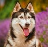 Kalendarz ścienny wieloplanszowy Dogs 2023 z naklejkami - czerwiec 2023
