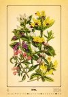 Kalendarz ścienny wieloplanszowy Herbarium 2024 - kwiecień 2024