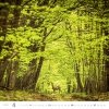 Kalendarz ścienny wieloplanszowy Forest 2025 - kwiecień 2025