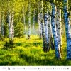 Kalendarz ścienny wieloplanszowy Forest 2024 - czerwiec 2024