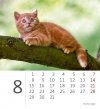 Kalendarz biurkowy 2022 Kotki (Kittens) - sierpień 2022