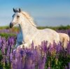Kalendarz ścienny wieloplanszowy Horses 2023 z naklejkami - czerwiec 2023