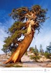 Kalendarz ścienny wieloplanszowy Trees 2025 - sierpień 2025