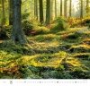 Kalendarz ścienny wieloplanszowy Forest 2023 - sierpień 2023