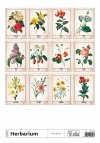 Podgląd wszystkich zdjęć z kalendarza Herbarium na rok 2025